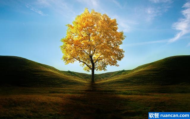 黄色的树 黄色的树