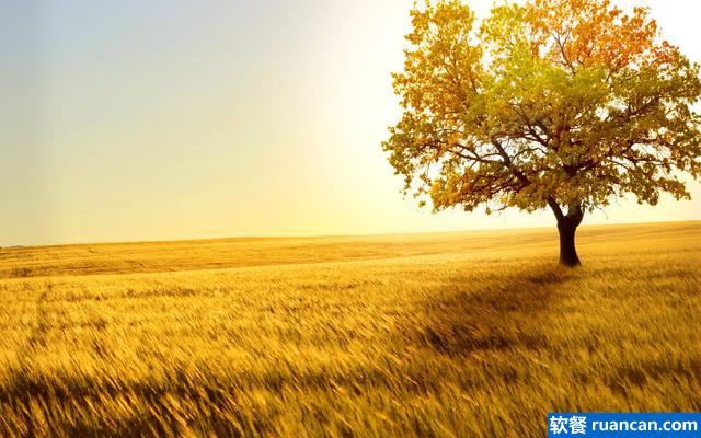 金色农场 金色农场