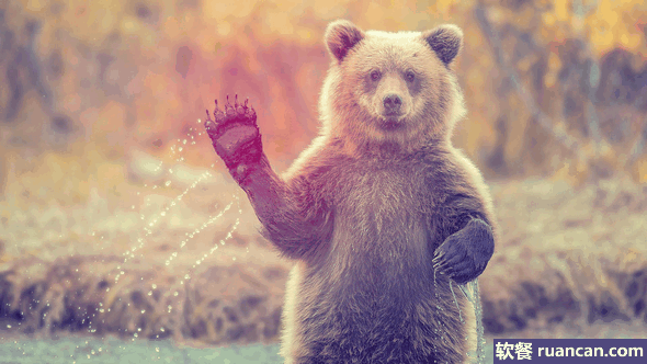 友好的憨熊