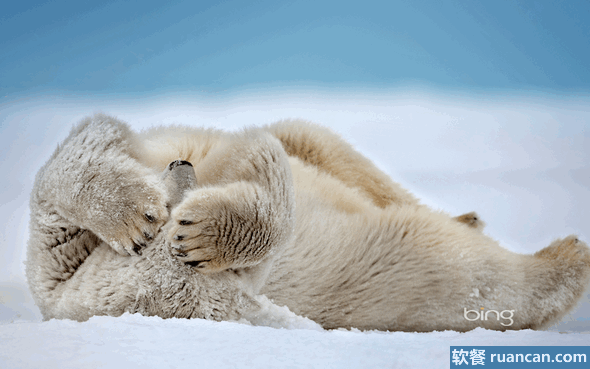 翻滚吧！北极熊