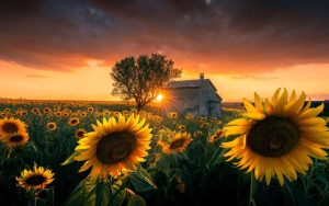 微软发布“向日葵高级版”4K壁纸包