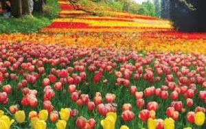 P站宣布向全球免费开放高级会员：助力抗疫