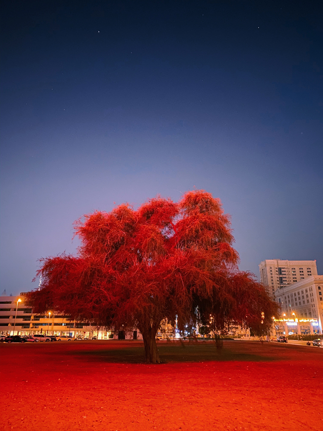 与红色的树在满天星斗的天空下离开。
