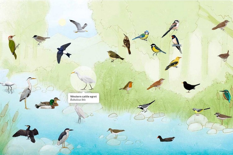 德尔特博物馆River Birds专页：聆听河畔上的鸟鸣