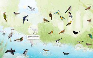 德尔特博物馆River Birds专页：聆听河畔上的鸟鸣