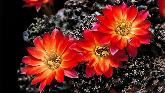 微软发布”Cactus Flowers”（仙人掌花）4K壁纸包