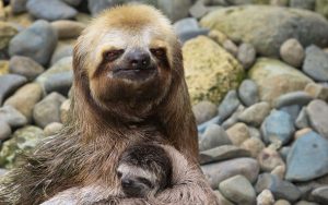 微软发布”Sloths PREMIUM（树懒高级版）”4K壁纸包