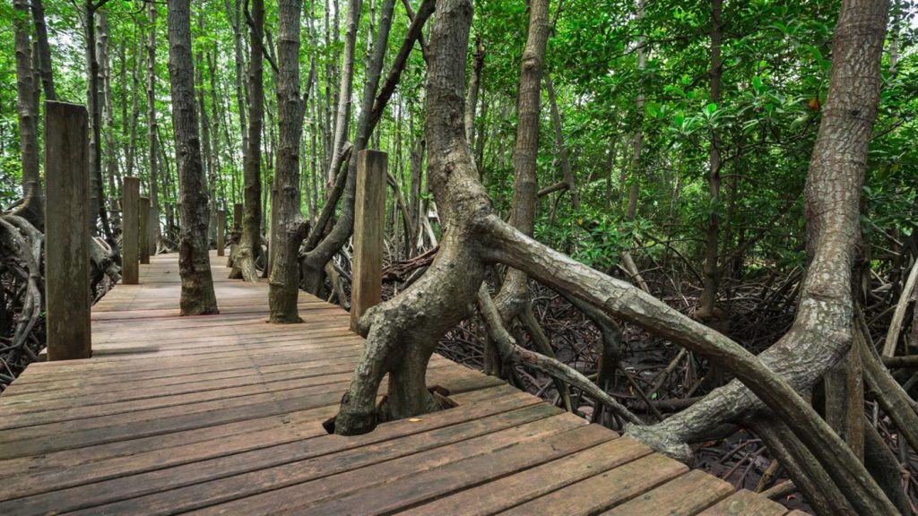 微软发布”Wooden Walkways PREMIUM”4K壁纸包