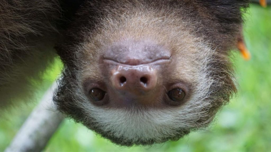 微软发布”Sloths PREMIUM（树懒高级版）”4K壁纸包