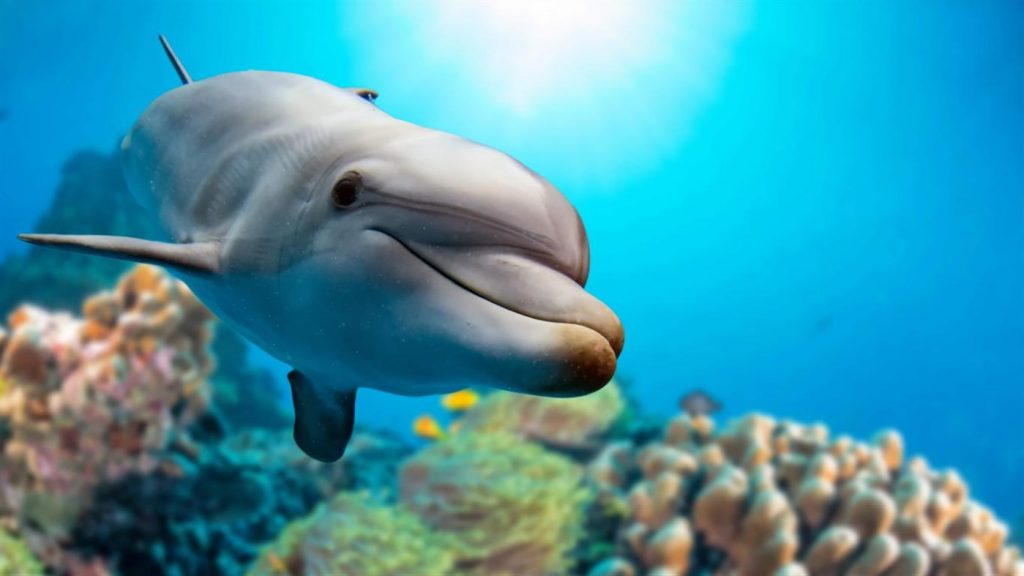 微软发布Whales and Dolphins PREMIUM（鲸鱼和海豚）4K壁纸包