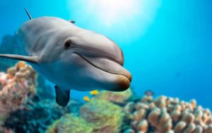 微软发布Whales and Dolphins PREMIUM（鲸鱼和海豚）4K壁纸包