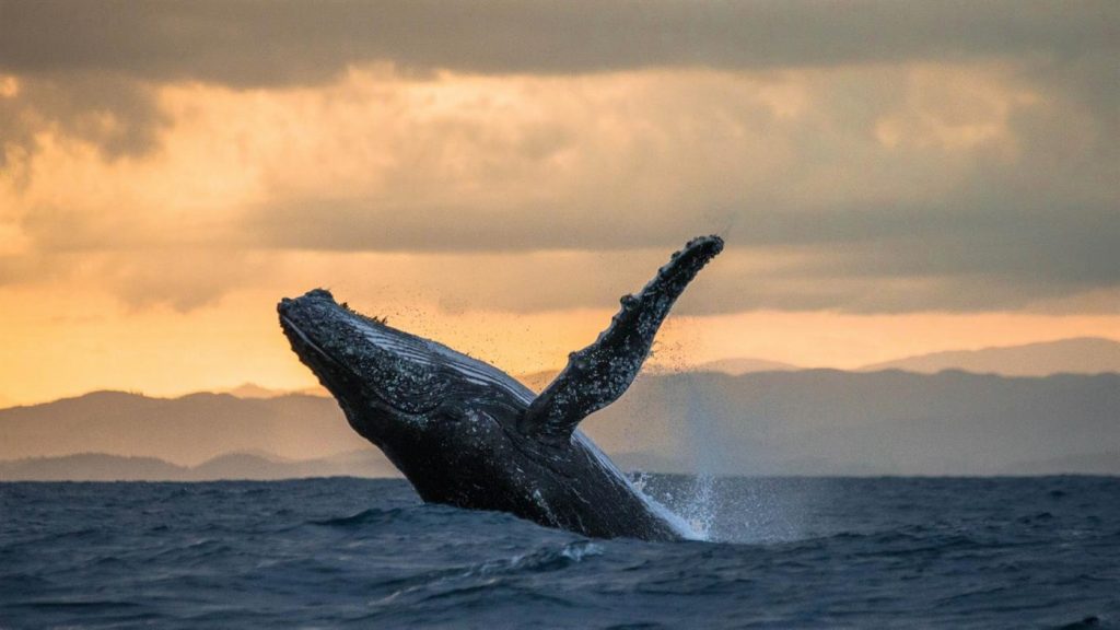 微软发布Whales and Dolphins PREMIUM（鲸鱼和海豚）4K壁纸包