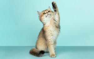 继续使用「已删库」的软件不是个好主意